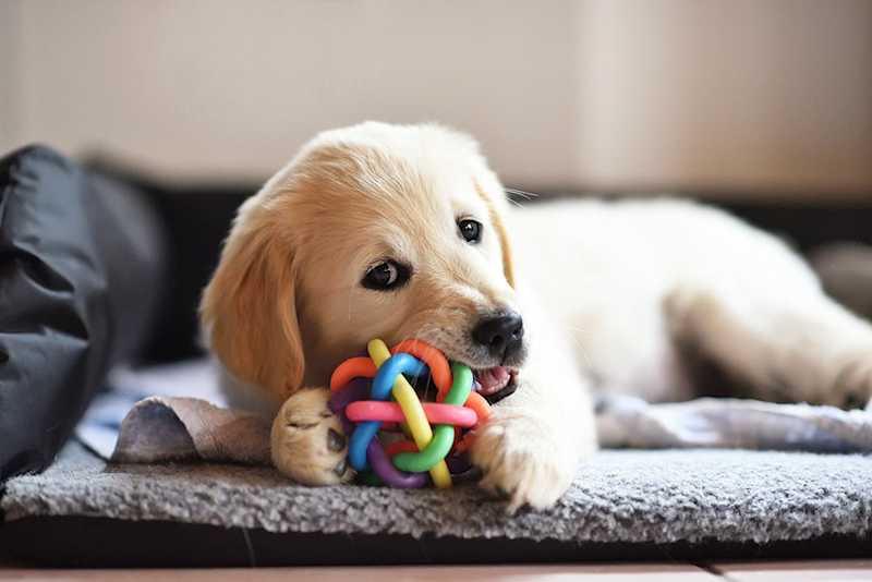 Pawfect For Dogs