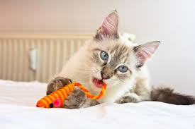 Pawfect for Cats