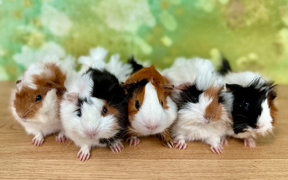 Pawfect for all our furry friends